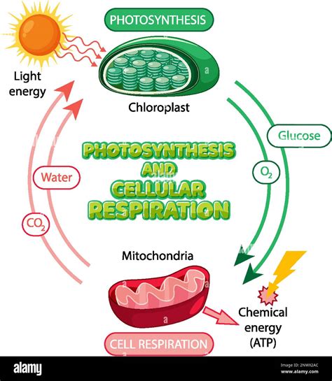 Activities Use this “Photosynthesis / Cell Respiration / Enzymes / Light” Jeopardy Game (ppt). Try this Flinn Scientific, Inc. “Respiration versus Photosynthesis” (pdf) activity. Have students do this “Energy in a Cell” (word doc) crossword puzzle. Or do this “Energy in a Cell” wordsearch puzzle (doc) with answers (doc). “The Demise of the …